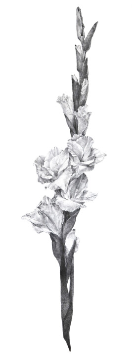 Dessin intitulée "GLADIOLUS SWORD. RE…" par Iana Cherepanska, Œuvre d'art originale, Encre