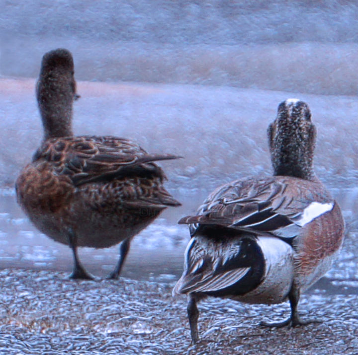 Fotografie getiteld "Wigeons 2" door Igzotic, Origineel Kunstwerk, Digitale fotografie