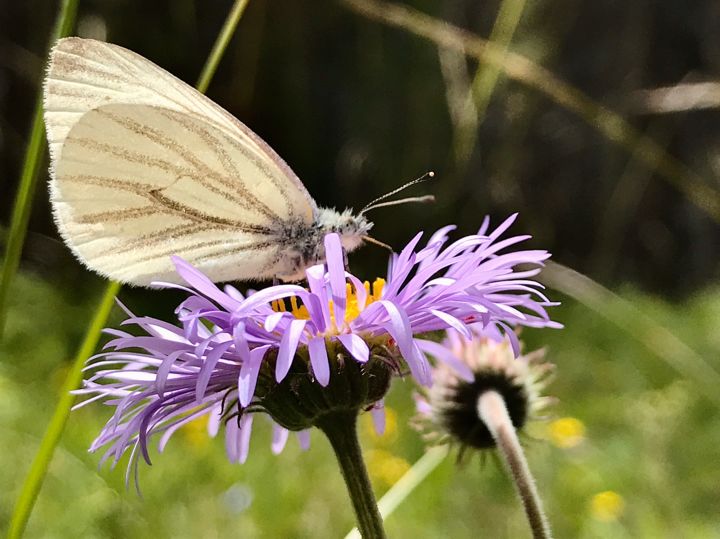 Photography titled "Butterfly on Aster" by Igzotic, Original Artwork, Digital Photography