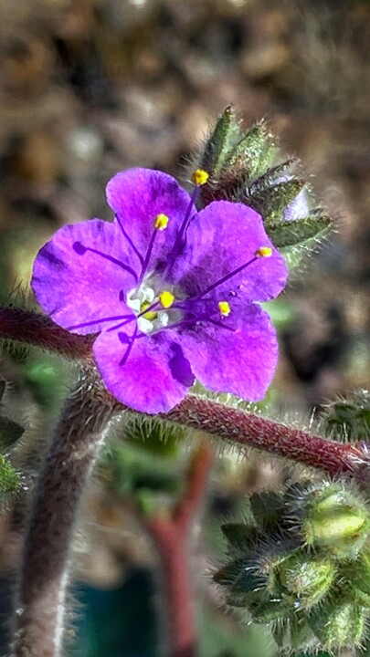 Fotografie getiteld "Purple Wildflower" door Igzotic, Origineel Kunstwerk, Digitale fotografie