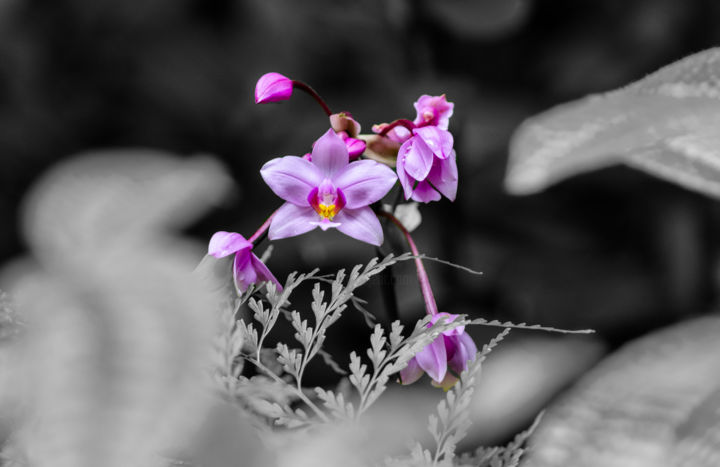 Fotografia zatytułowany „Wild Orchid” autorstwa Debra Casey, Oryginalna praca, Fotografia cyfrowa