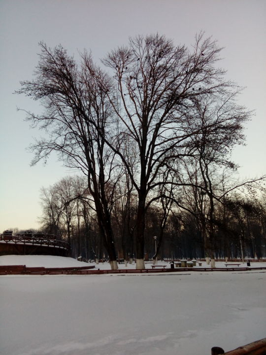 Photography titled "Arbres frères" by Ioana-Noemy Toma, Original Artwork