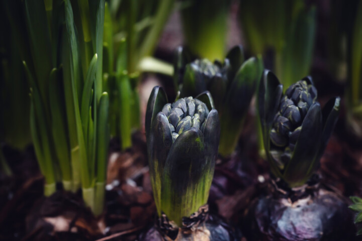 「Blue hyacinths」というタイトルの写真撮影 Irina Dotterによって, オリジナルのアートワーク, デジタル