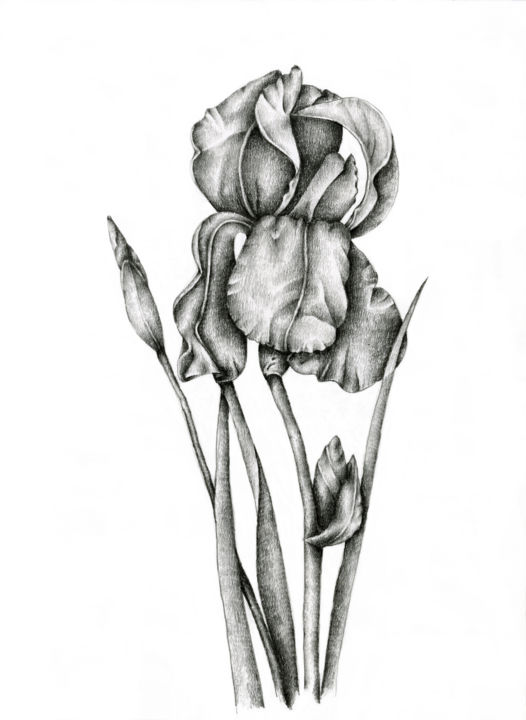 Drawing titled "Iris" by Irina Laskin, Original Artwork, Graphite