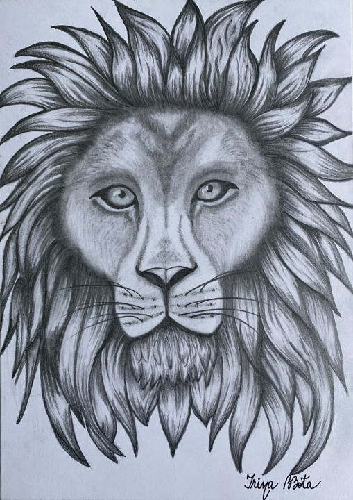 lion pencil drawing