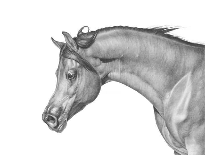 Drawing titled "Arabian Stallion" by Irynahorseart, Original Artwork, Pencil