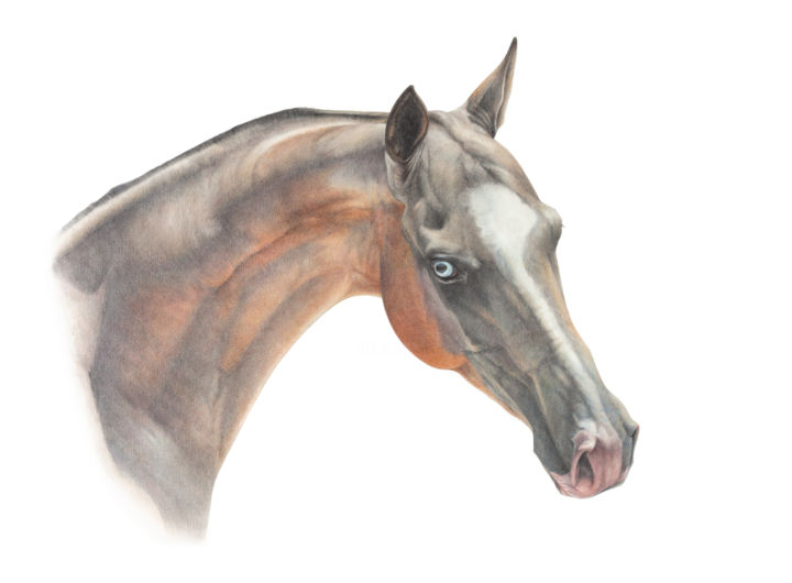 Drawing titled "Blue eyed Akhal-Teke" by Irynahorseart, Original Artwork, Pencil