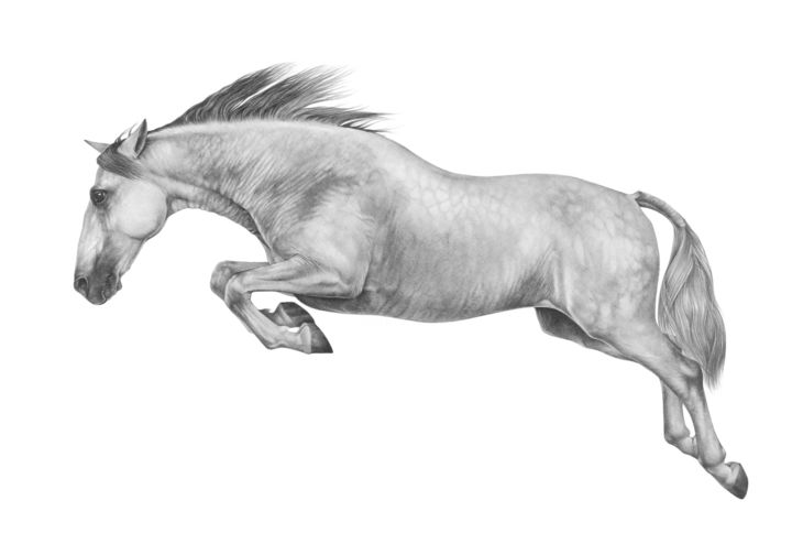 Drawing titled "Jumping Andalusian" by Irynahorseart, Original Artwork, Pencil