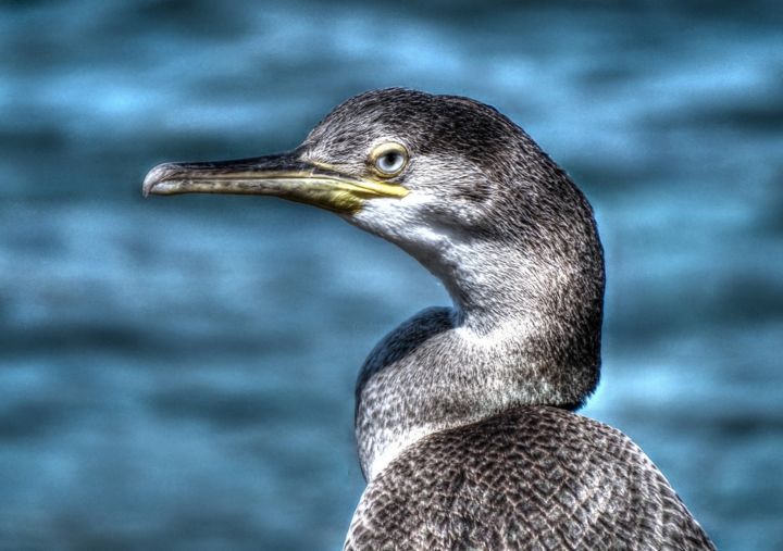 Fotografia zatytułowany „Le cormoran” autorstwa Jac Lo, Oryginalna praca, Fotografia cyfrowa