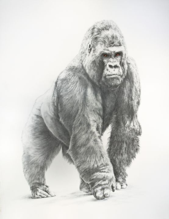 Tekening getiteld "Gorille de montagne" door Jacek Ciecierski, Origineel Kunstwerk, Potlood