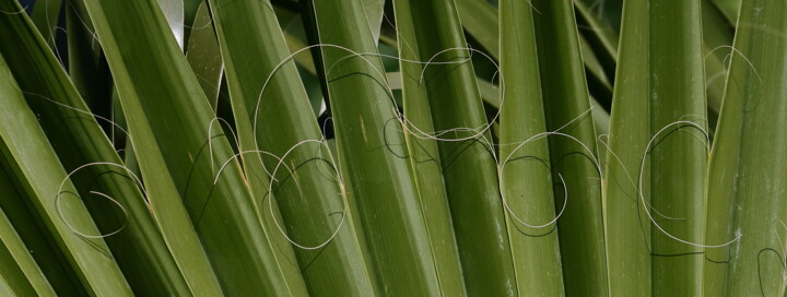 Fotografie mit dem Titel "Arabesques" von Jacques Jégo, Original-Kunstwerk, Nicht bearbeitete Fotografie