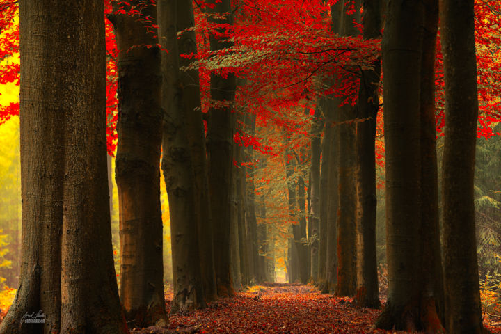 Walk In The Space Between Thoughts, Photography by Janek Sedlar | Artmajeur