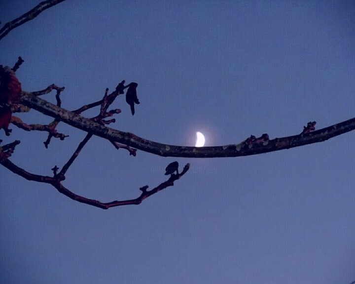 Photographie intitulée "La lune sur la bran…" par Janie B., Œuvre d'art originale