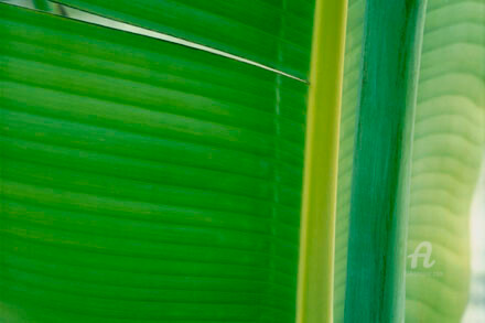 摄影 标题为“verde #4” 由Janos Sison, 原创艺术品