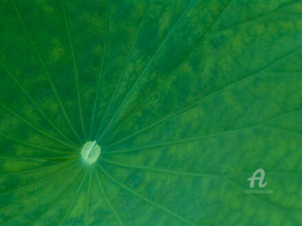 摄影 标题为“verde #5” 由Janos Sison, 原创艺术品