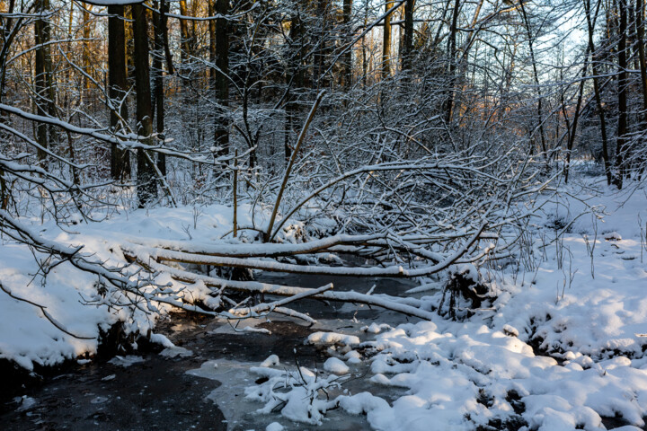 Photographie intitulée "In the Winter Fores…" par Jarek Rufer, Œuvre d'art originale, Photographie numérique