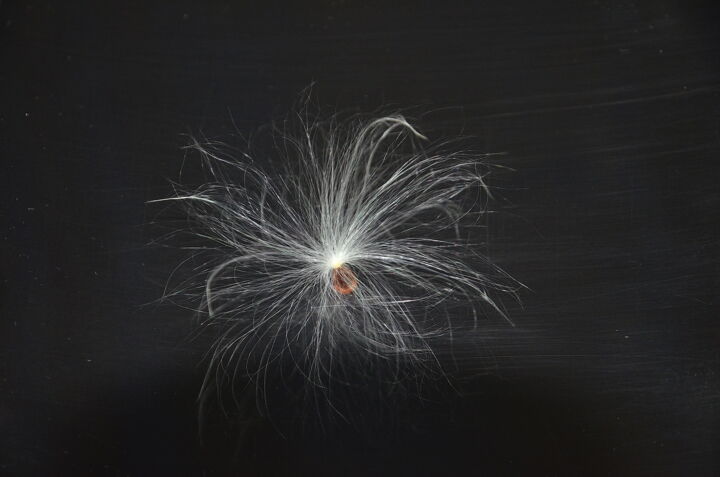 Photographie intitulée "Aigrette-1921" par Jean-Guy Alarie, Œuvre d'art originale, Photographie manipulée