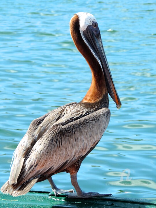 Photographie intitulée "Pelican" par Jean-Michel Liewig, Œuvre d'art originale, Photographie non manipulée