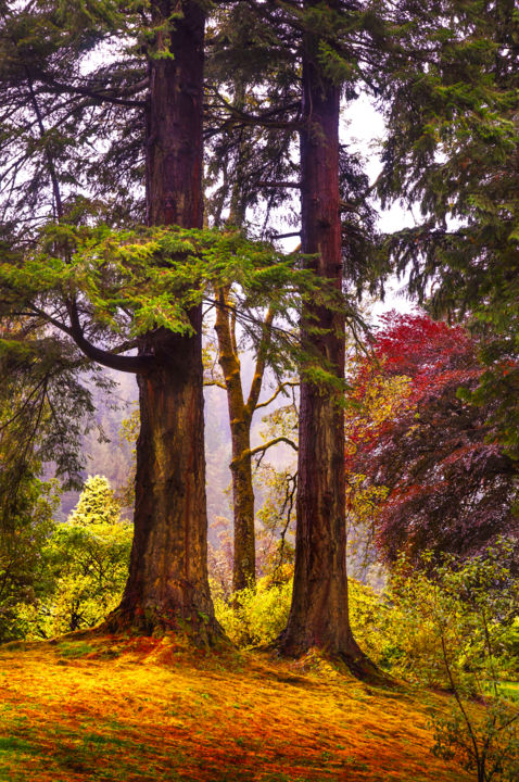 Fotografía titulada "Trees in Autumn Glo…" por Jenny Rainbow, Obra de arte original