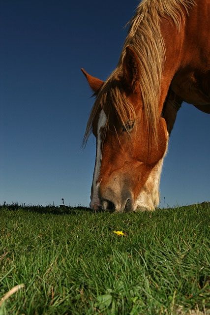 Φωτογραφία με τίτλο "Caballo" από Jesus Perez, Αυθεντικά έργα τέχνης