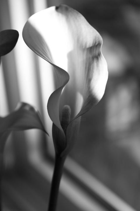Photography titled "Kitchen Calla Lily…" by Jim Cureton, Original Artwork, Digital Photography