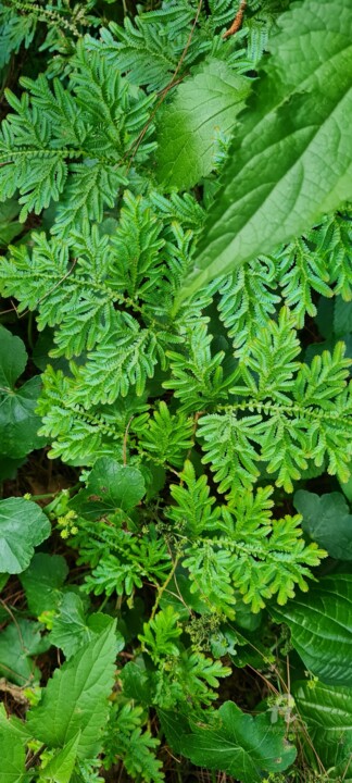 Photography titled "Green leaves" by Joanna Lizbeth, Original Artwork, Non Manipulated Photography