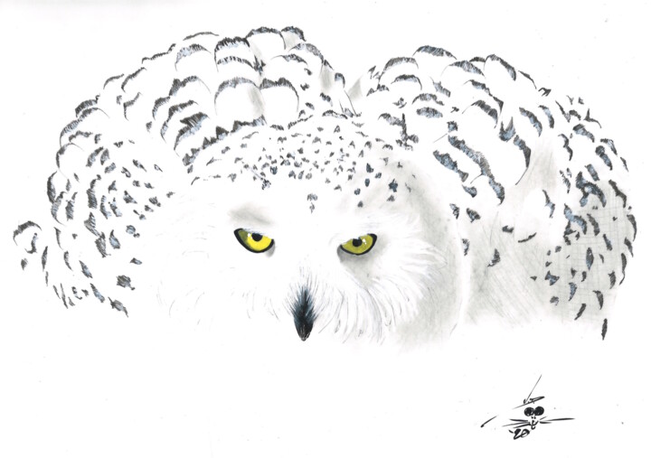 Dibujo titulada "Snowy Owl" por John Creekmore, Obra de arte original, Tinta