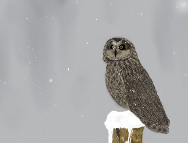 Arts numériques intitulée "Winter Owl" par Withy Fox, Œuvre d'art originale, Peinture numérique