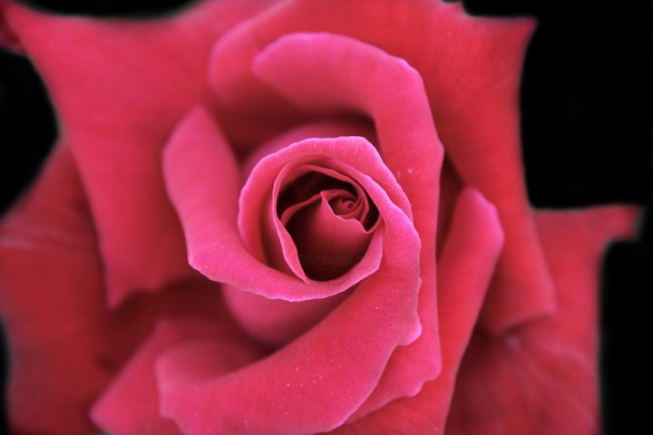 Photography titled "Close red rose over…" by Javier Oliver, Original Artwork