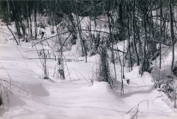 Photographie intitulée "Clear winter snow" par Sarah Fox, Œuvre d'art originale