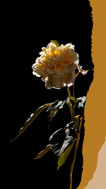 「magic flower2」というタイトルの写真撮影 Jose Americo Jsilvaresによって, オリジナルのアートワーク, 操作する