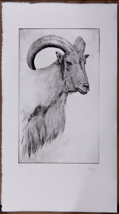 Printmaking titled "Cabeza de cabra II" by Juan Álvarez Cebrián, Original Artwork, Engraving