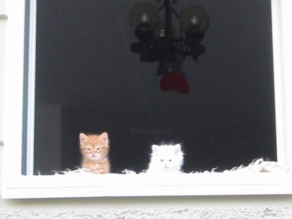 摄影 标题为“Two kittens in Salz…” 由Julia Feng, 原创艺术品