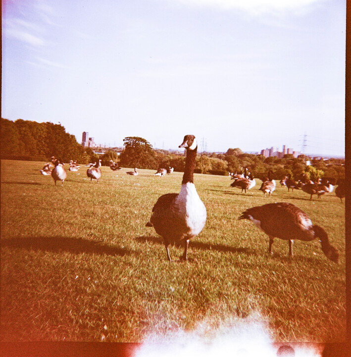 Photography titled "Duck at Springfield…" by Juliana Vasquez, Original Artwork, Analog photography