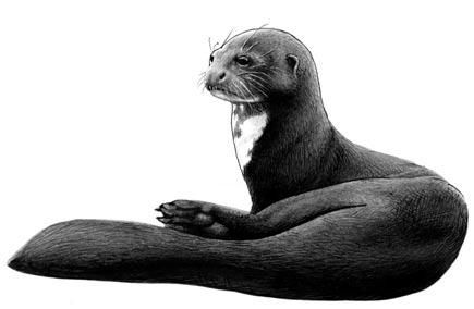 Dessin intitulée "Loutre géante" par Julien S, Œuvre d'art originale