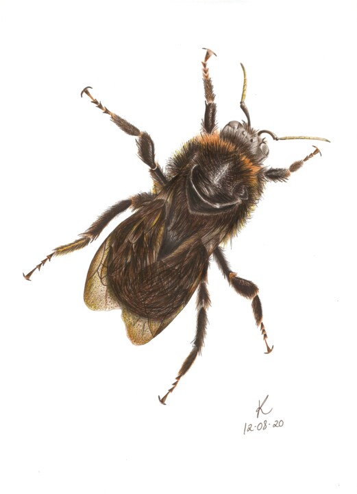 Dessin intitulée "The Bee" par Kalli Horn, Œuvre d'art originale, Crayon