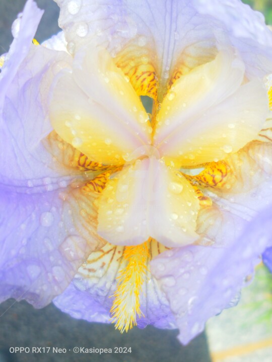 Photographie intitulée "Iris et l'eau ©" par Kasiopea, Œuvre d'art originale, Photographie numérique