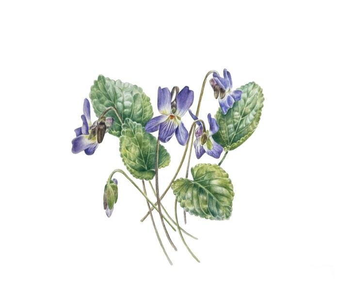 Painting titled "Viola reichenbachia…" by Katerina Slastin, Original Artwork, Watercolor