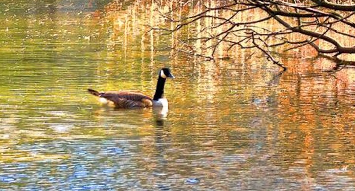 Fotografia intitulada "A Goose on the Lake…" por Ken Lerner, Obras de arte originais, Fotografia digital