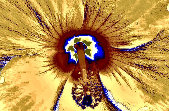 Photographie intitulée "Hibiscus 10j3" par Ken Lerner, Œuvre d'art originale, Photographie numérique