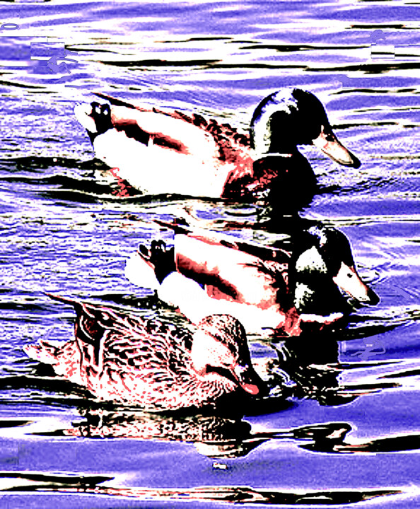 Fotografie mit dem Titel "Ducks 100f" von Ken Lerner, Original-Kunstwerk, Digitale Fotografie