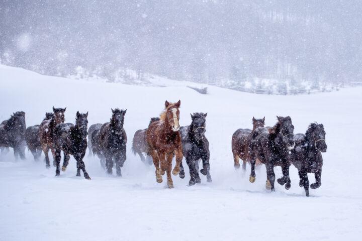 Photographie intitulée "Winter gallop" par Marek Kopnicky, Œuvre d'art originale, Photographie numérique