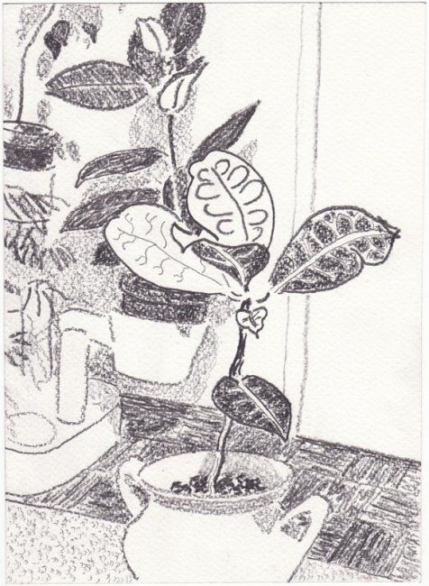 Drawing titled "plants" by Petar Kosic, Original Artwork, Other