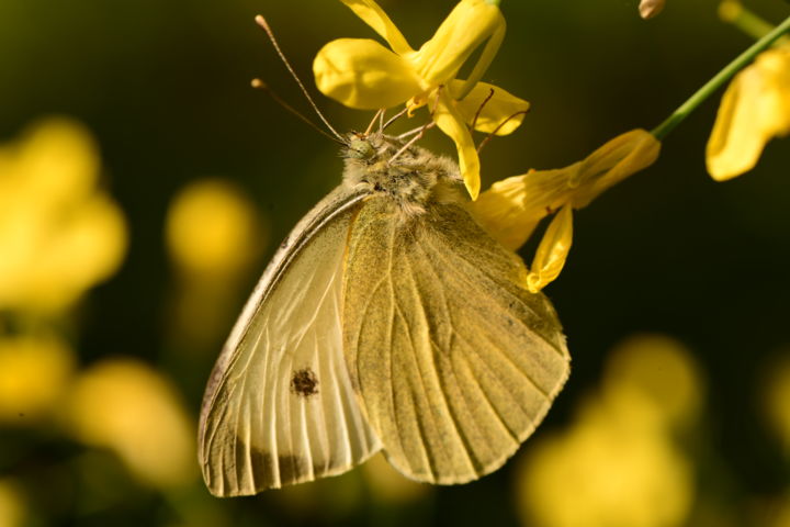 Photographie intitulée "butterfly with ever…" par Batuhan Kurt, Œuvre d'art originale, Photographie numérique