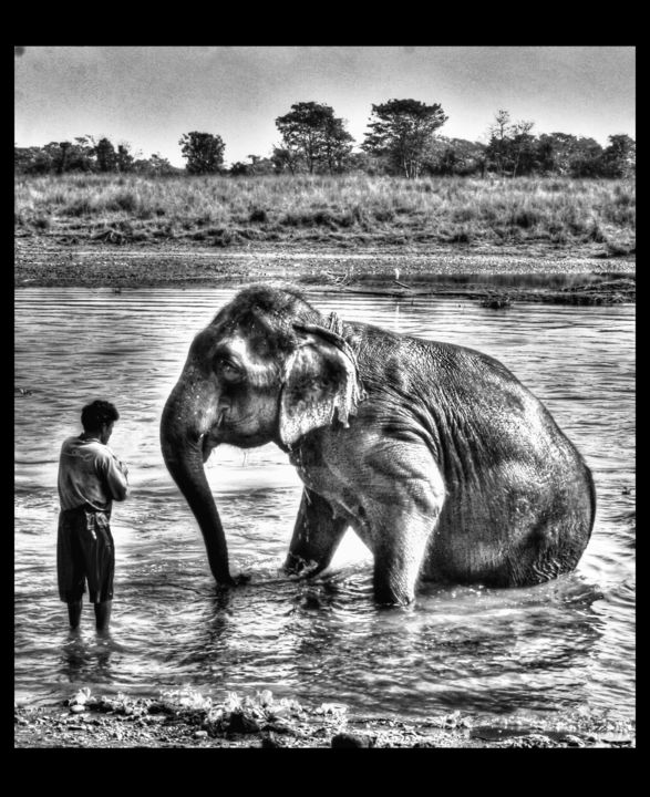 Фотография под названием "elefant bath" - Laseptieme Couleur, Подлинное произведение искусства