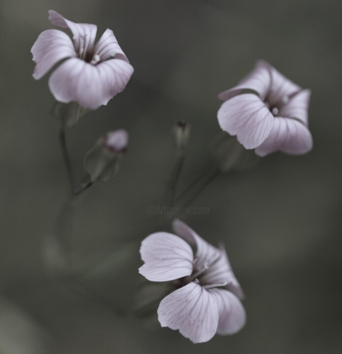 Fotografia intitolato "Trio de violette (…" da Laetitia Servant, Opera d'arte originale, Fotografia digitale