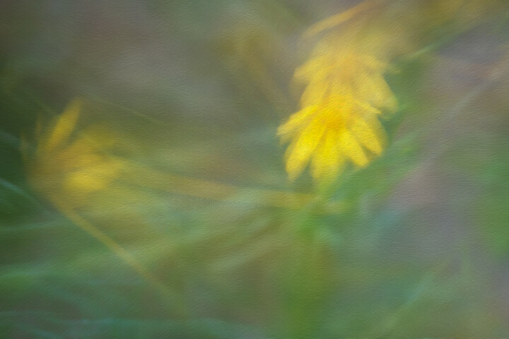 Photographie intitulée "magical flowers" par Lavinia Radu, Œuvre d'art originale, Photographie numérique