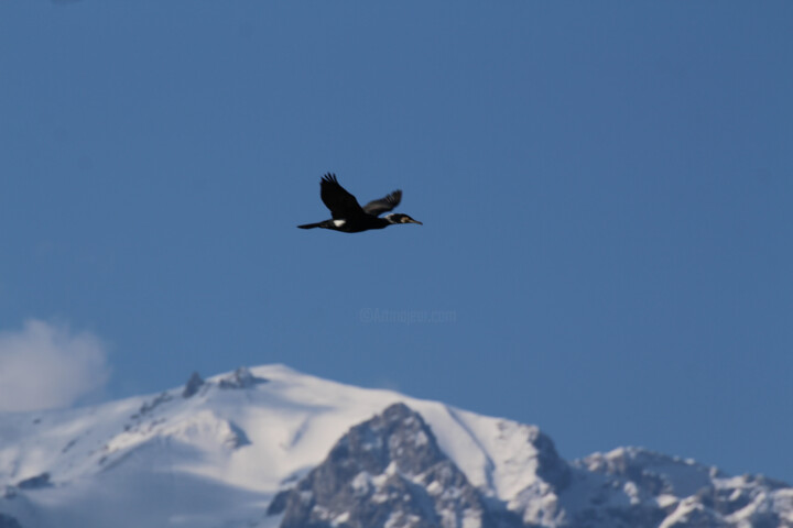 Fotografia zatytułowany „Oiseau en vol” autorstwa Lionel Girardin, Oryginalna praca, Fotografia cyfrowa