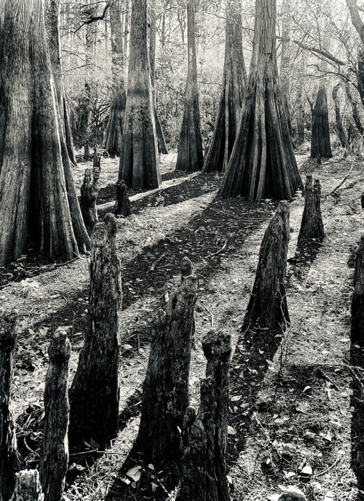Fotografia intitolato "Cypress Trees and K…" da Lisa Trevino, Opera d'arte originale, Fotografia digitale