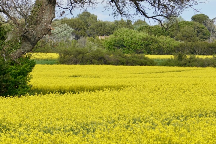 「Golden fields, phot…」というタイトルの写真撮影 Liza Peninonによって, オリジナルのアートワーク, 操作されていない写真